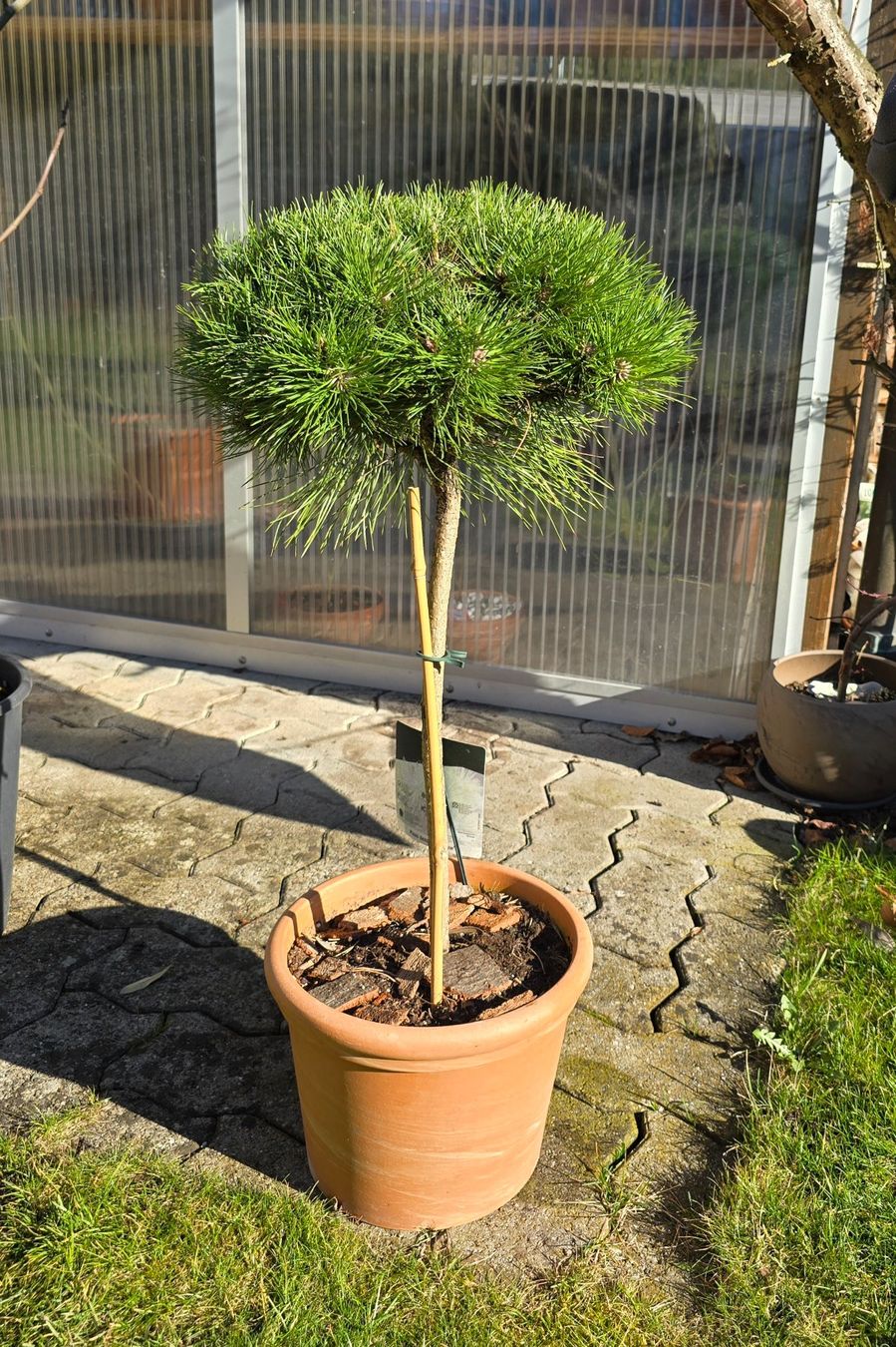 Piante & sementi: Pinus densiflora Low Glow – Nuovo (secondo la descrizione) da Aarburg venduto da popkorn65 3