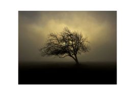 Photo originale "L'arbre en automne au Creux du Van"