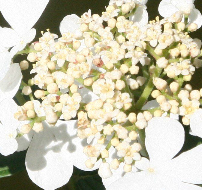 Piante & sementi: BONSAI  -  Japanischer Schneeball – Usato da Gretzenbach venduto da Sikim 2