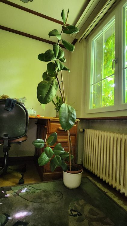 Gummibaum ca 150 cm gross (Gebraucht) in Melchnau fr CHF 26  nur Abholung  auf Ricardo kaufen