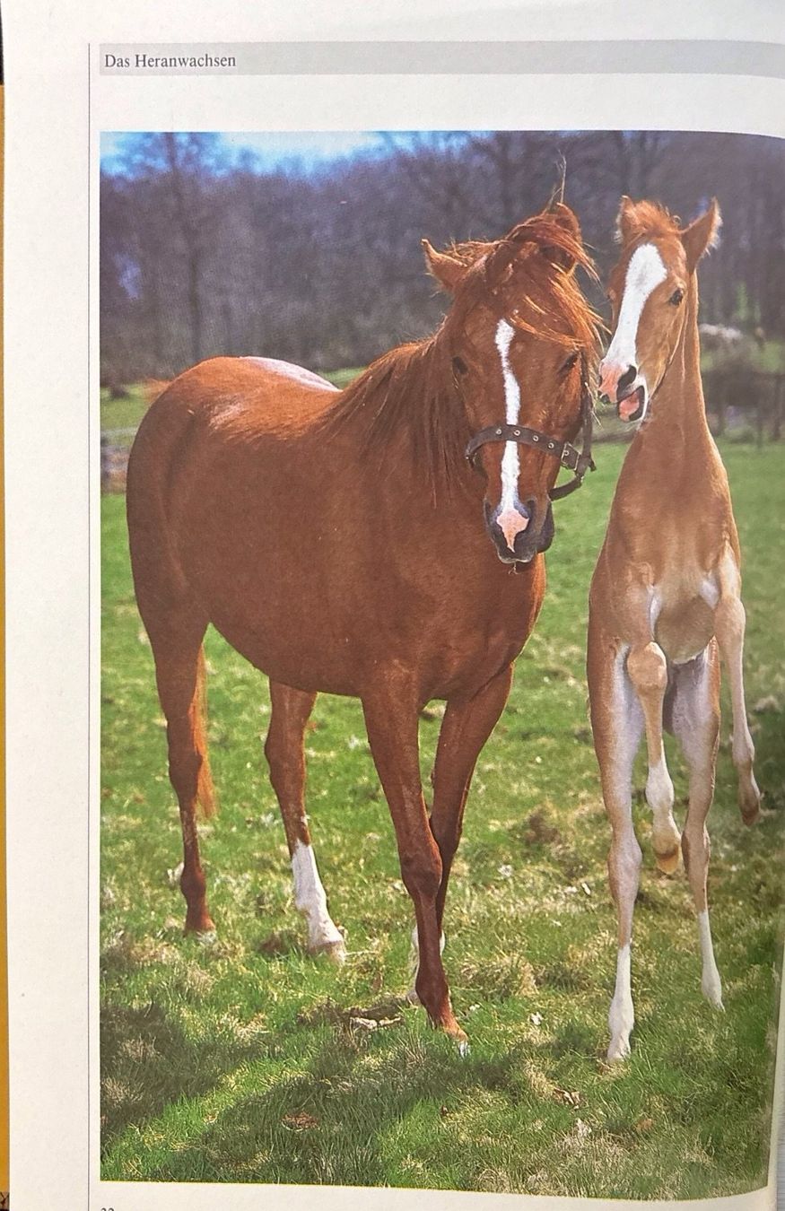 Libri: Pony Tagebuch – Nuovo (secondo la descrizione) da Sarnen venduto da Livres 7
