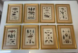 8 Wissenschaftliche Insektenzeichnungen von J.J. Schmuzer!