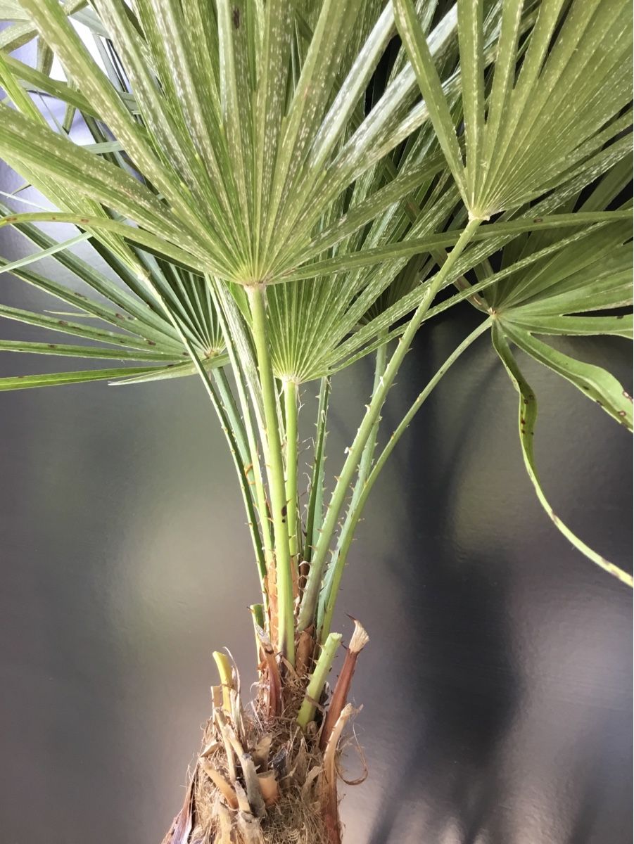 Piante & sementi: Original Sizilien Zwerg-Palme | Ableger – Nuovo (secondo la descrizione) da Eggersriet venduto da Wiese61 3