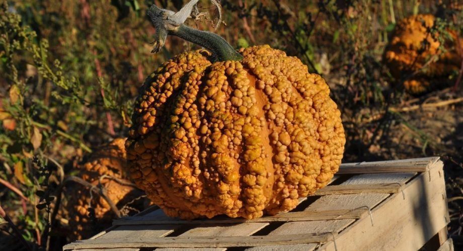 Pflanzen & Samen: 7 Samen MUSQUEE DE MAROC Kürbis – Neu (gemäss Beschreibung) aus Ehrendingen von VerveinaSamen 4