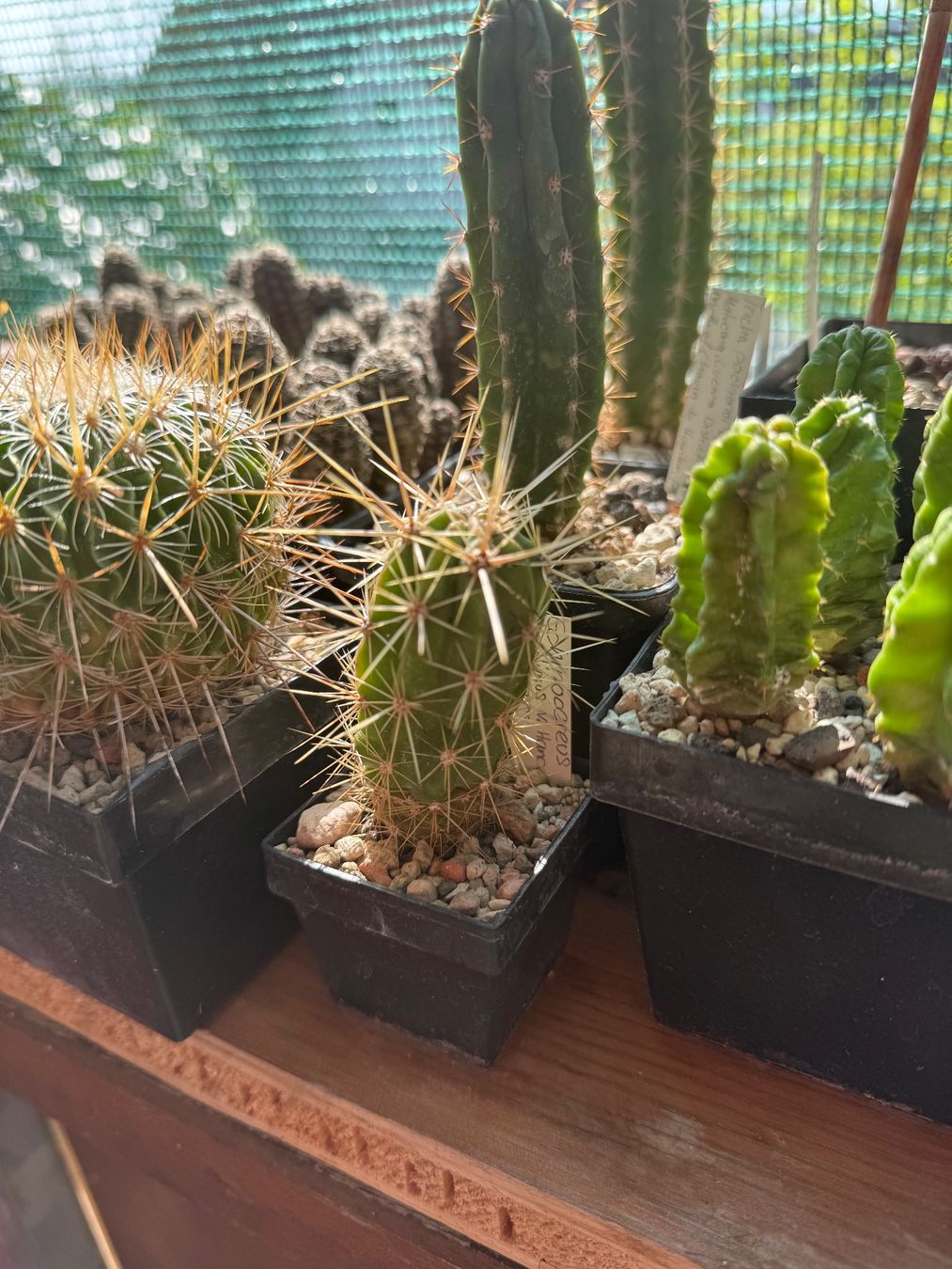 Pflanzen & Samen: Echinocereus maritimus v. Hancockii – Gebraucht aus Rorbas von SimS0n