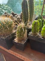 Echinocereus maritimus v. Hancockii