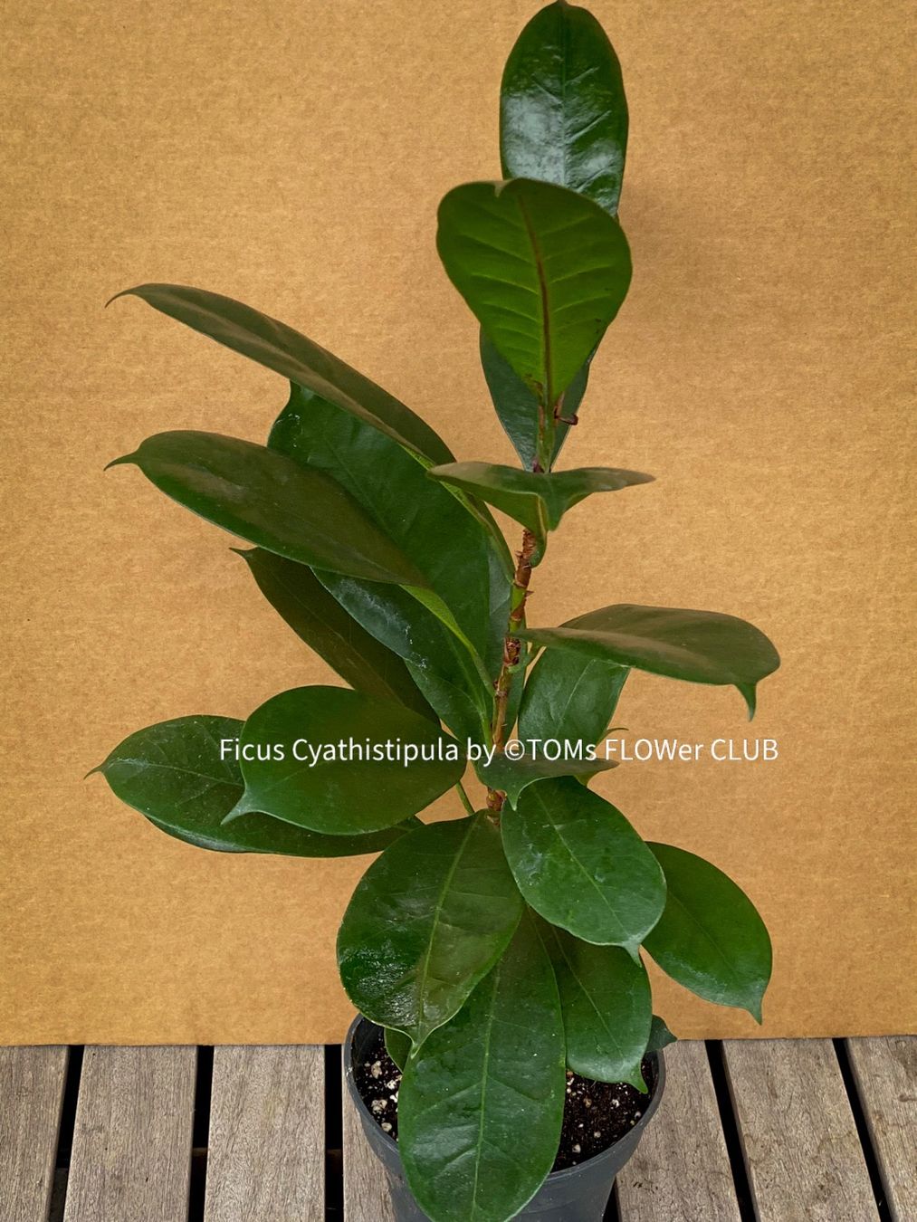 Pflanzen & Samen: Ficus Cyathistipula - afrikanischer Feigenbaum - 70-90cm – Neu und originalverpackt aus Adliswil von TAKEYOURPLANT 4