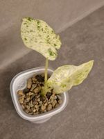 🌿 Herzige Alocasia Splash #1 🌿