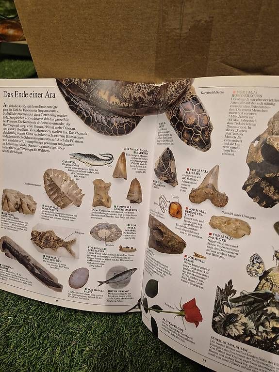Bücher: Dinosaurierbuch – Gebraucht aus Zürich von RaffaelaT 2