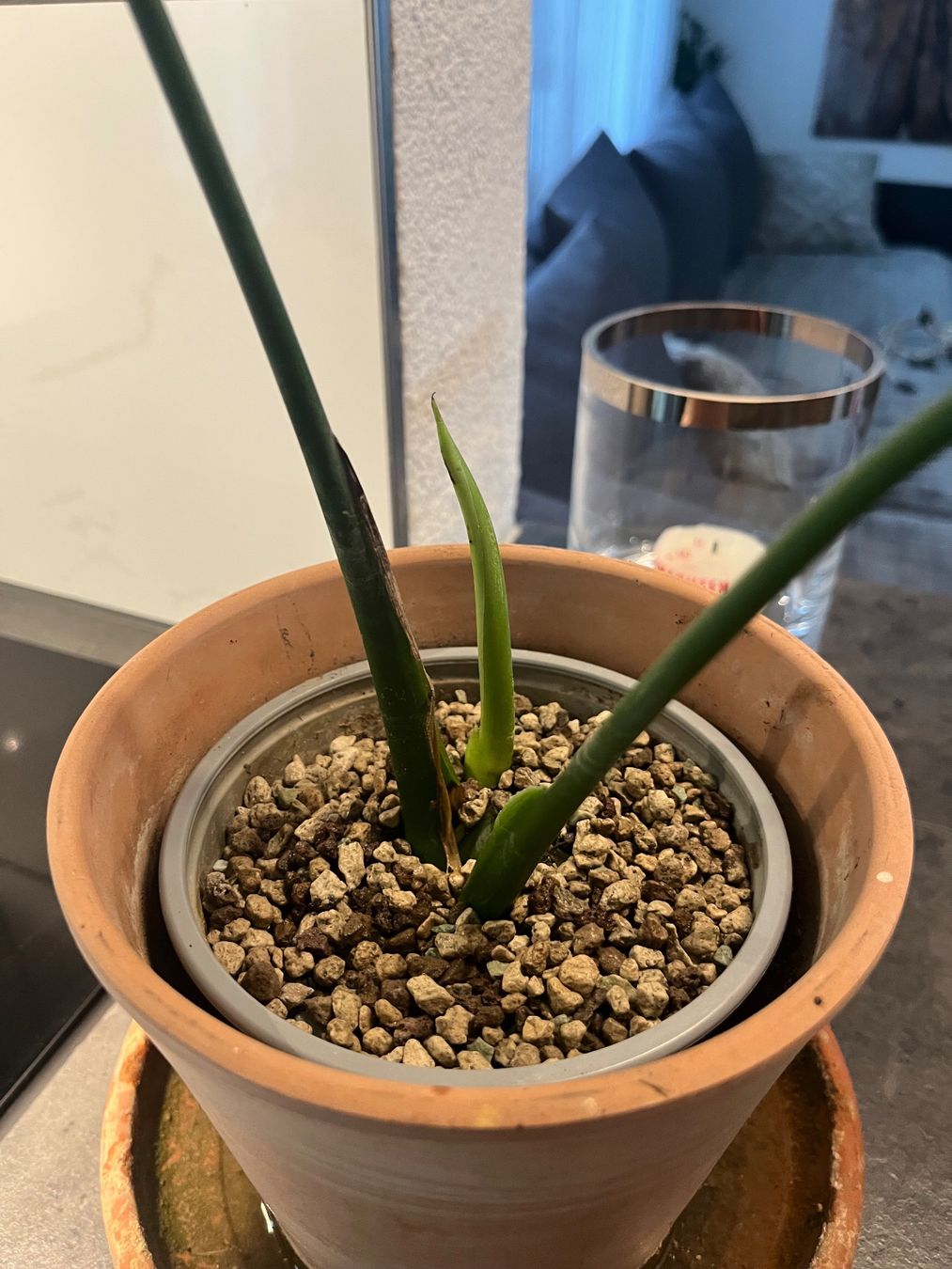 Piante & sementi: Monstera Deliciosa Ableger – Usato da Gebenstorf venduto da Shine_088 4