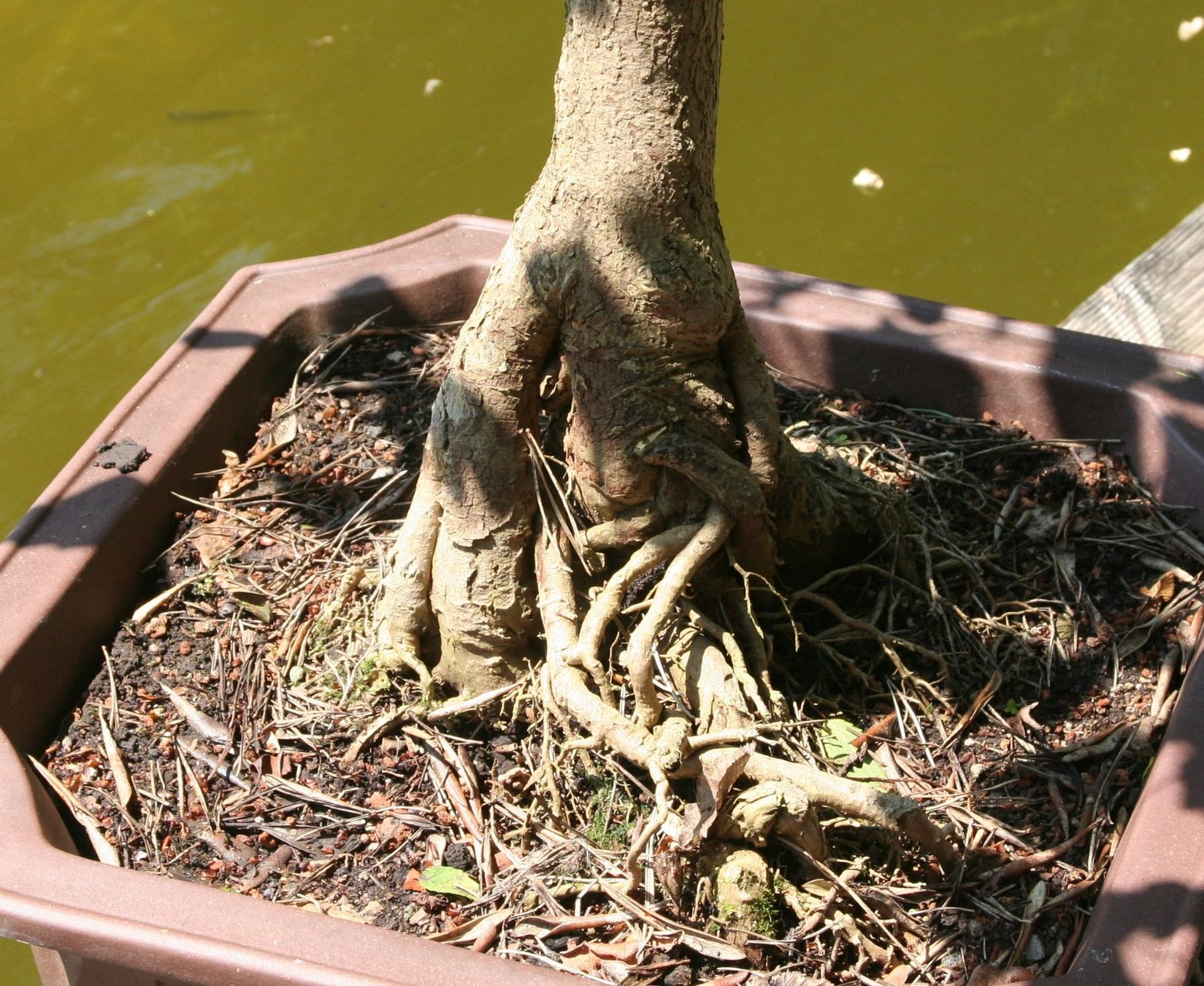 Pflanzen & Samen: Grosser Ginkgo-Bonsai – Gebraucht aus Gretzenbach von Sikim 2