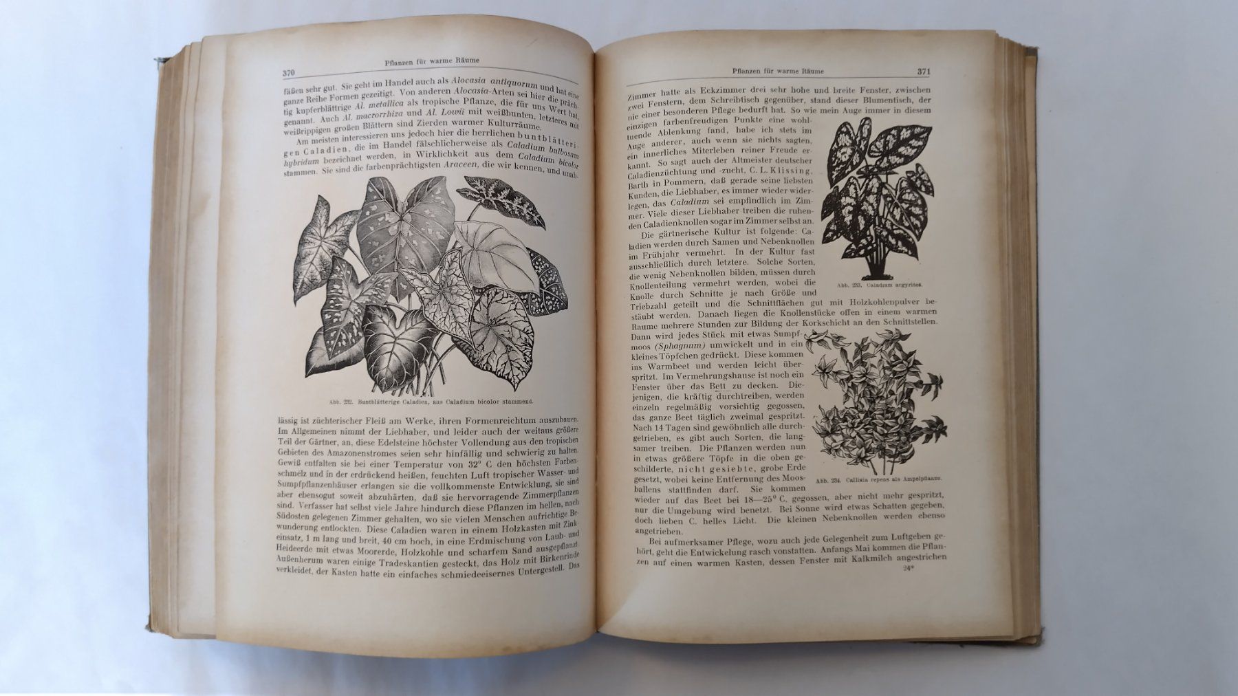 Libri: Allgemeines Gartenbuch 1926 / Gartengestaltung + Topfblumen – Usato da Bellach venduto da JingleJerry 7