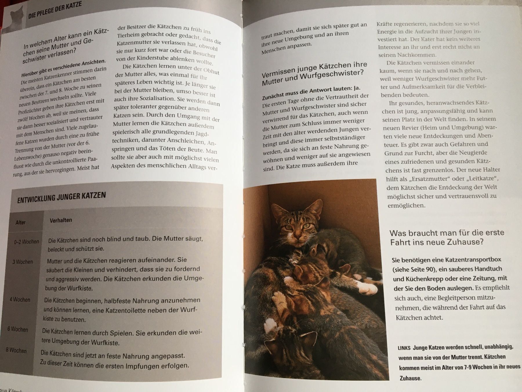 Libri: Katzen – Usato da Arth venduto da Vrecam51 3