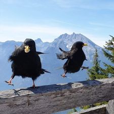 Profile image of _Alpendohle_