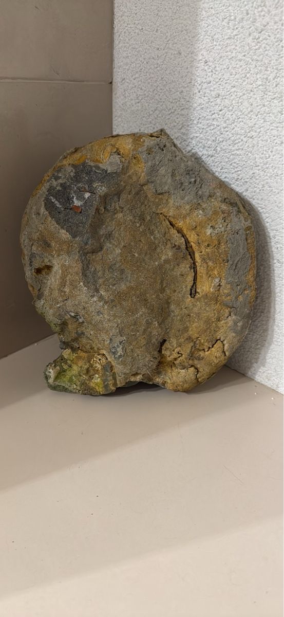 Fossili: Fossil Ammonit gross gut erhalten ca. 25cm – Usato da Schaffhausen venduto da Ibag 1