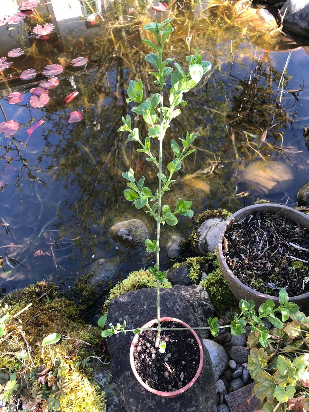 Piante & sementi: Einheimisches Pfaffenhüetli , merhrjährig  , anspruchslos – Usato da Rickenbach ZH venduto da Topas014