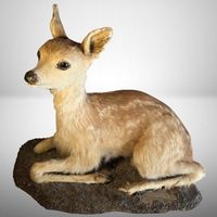 Rehkitz Präparation 🪵Vintage Deko Taxidermie Unikat Rehkitz
