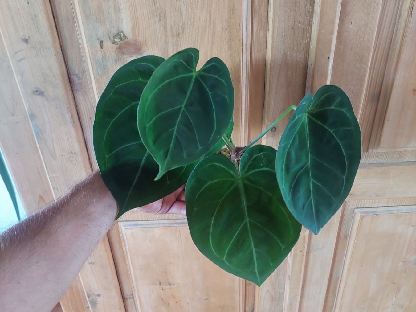 Anthurium velvet mask x papillilaminum (Gebraucht) in Hausen AG fr CHF 35   mit Lieferung auf Ricardo kaufen