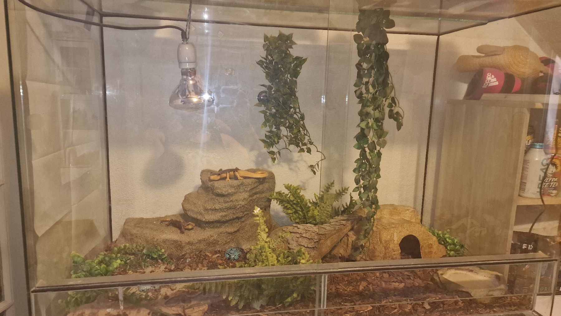 Terrariums: Glasterrarium – D'occasion à Burgdorf par sue_96w7 1