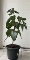 Gummibaum Zimmerpflanze Ficus Elastica