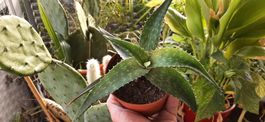 Beauty Hautstraffung mit Seifenaloe Aloe saponaria Rarität