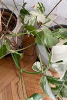 Monstera Variegata steckling bis 5 Blätter Pflanzen Blumen