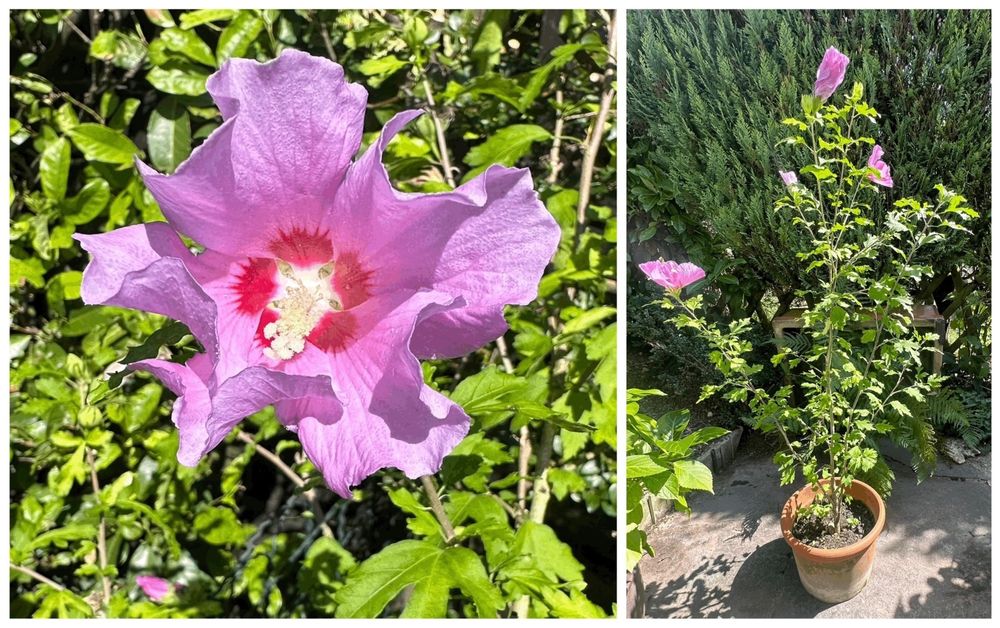 Erstaunlich Hibiskus Hecke 1m Hoch Kaufen Bild
