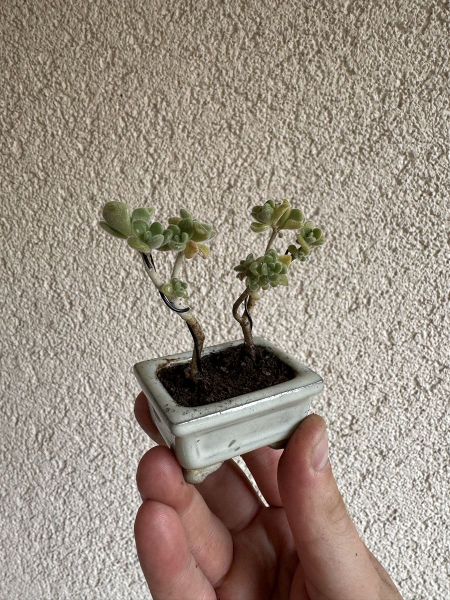 Piante & sementi: Micro Sukkulenten Bonsai – Usato da Rümlang venduto da Gruseh.ch 2