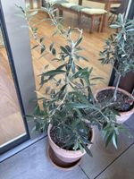 Olivenbaum im Tontopf mit Untersetzer