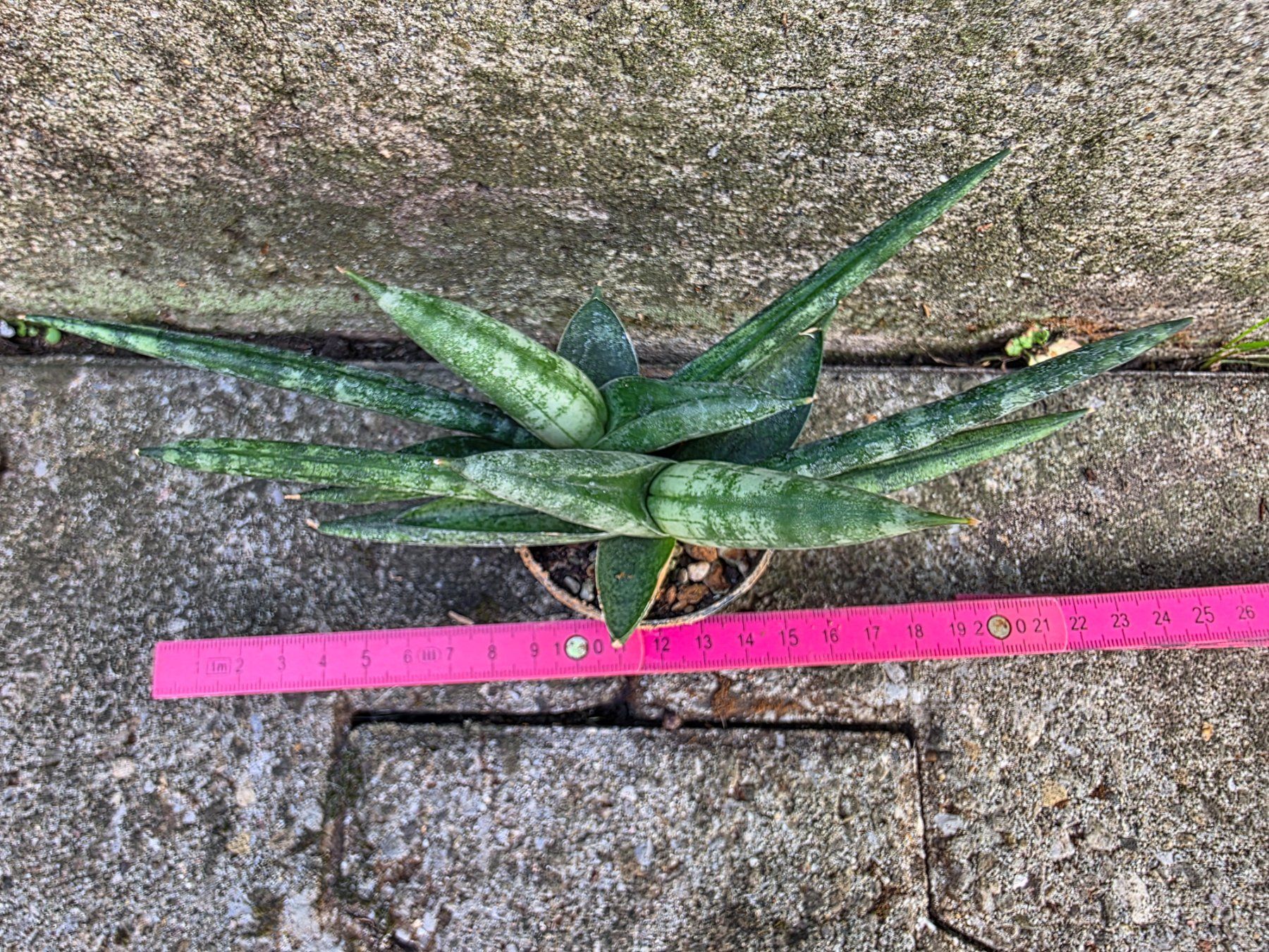 Piante & sementi: Sanseveria cylindrica / Bogenhanf – Nuovo (secondo la descrizione) da Thalheim venduto da silvara01 3