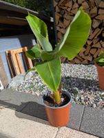Bananenbaum