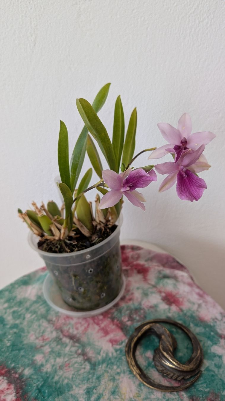 Piante & sementi: Miltonia 'Honolulu Dark Lip' Orchidee – Usato da Untervaz venduto da Lyraia