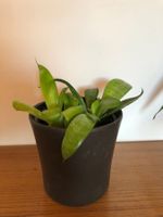kleine Zimmerpflanze, inkl Blumentopf