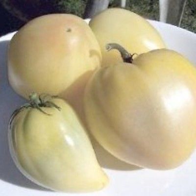 Piante & sementi: Tomate coeur de boeuf blanche  RARE  3g – Nuovo (secondo la descrizione) da Bremblens venduto da FIBONACCI369 1