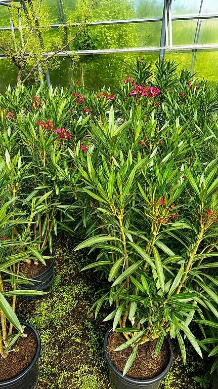 Piante & sementi: 140 cm  OLEANDER ROSA C30-15L – Nuovo e nell'imballaggio originale da Zuckenriet venduto da Thur_Plant 2
