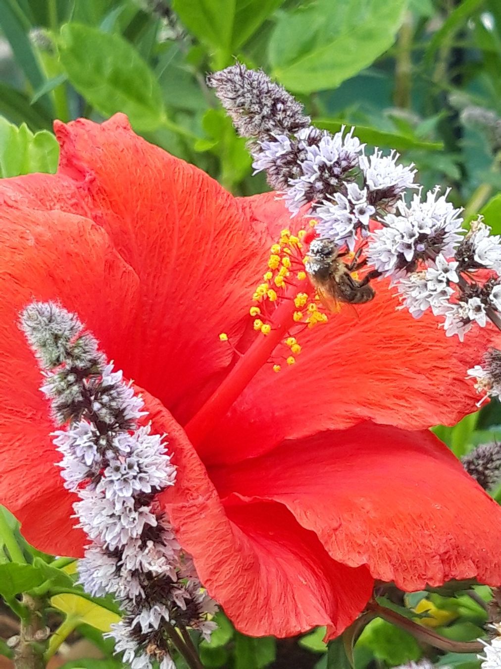 Piante & sementi: Hibiskus ohne Topf – Usato da Feuerthalen venduto da tanatha_st 6