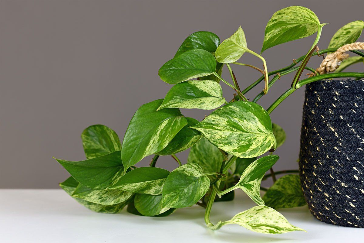 Piante & sementi: Efeutute - Epipremnum aureum - 11cm – Nuovo (secondo la descrizione) da Affoltern am Albis venduto da Michi_1414 2