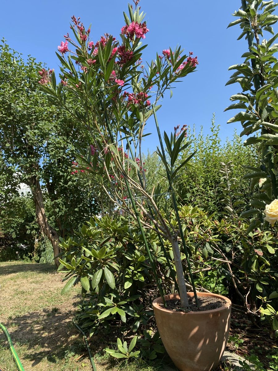 Piante & sementi: Hochstamm-Oleander pink – Usato da Hünenberg venduto da a.u.849 7