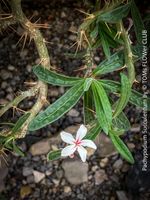 Pachypodium Succulentum - südafrikanische Schönheit