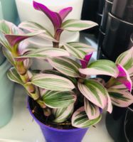 Tradescantia albiflora “NANOUK” 20 cm ↕️ Zimmerpflanze