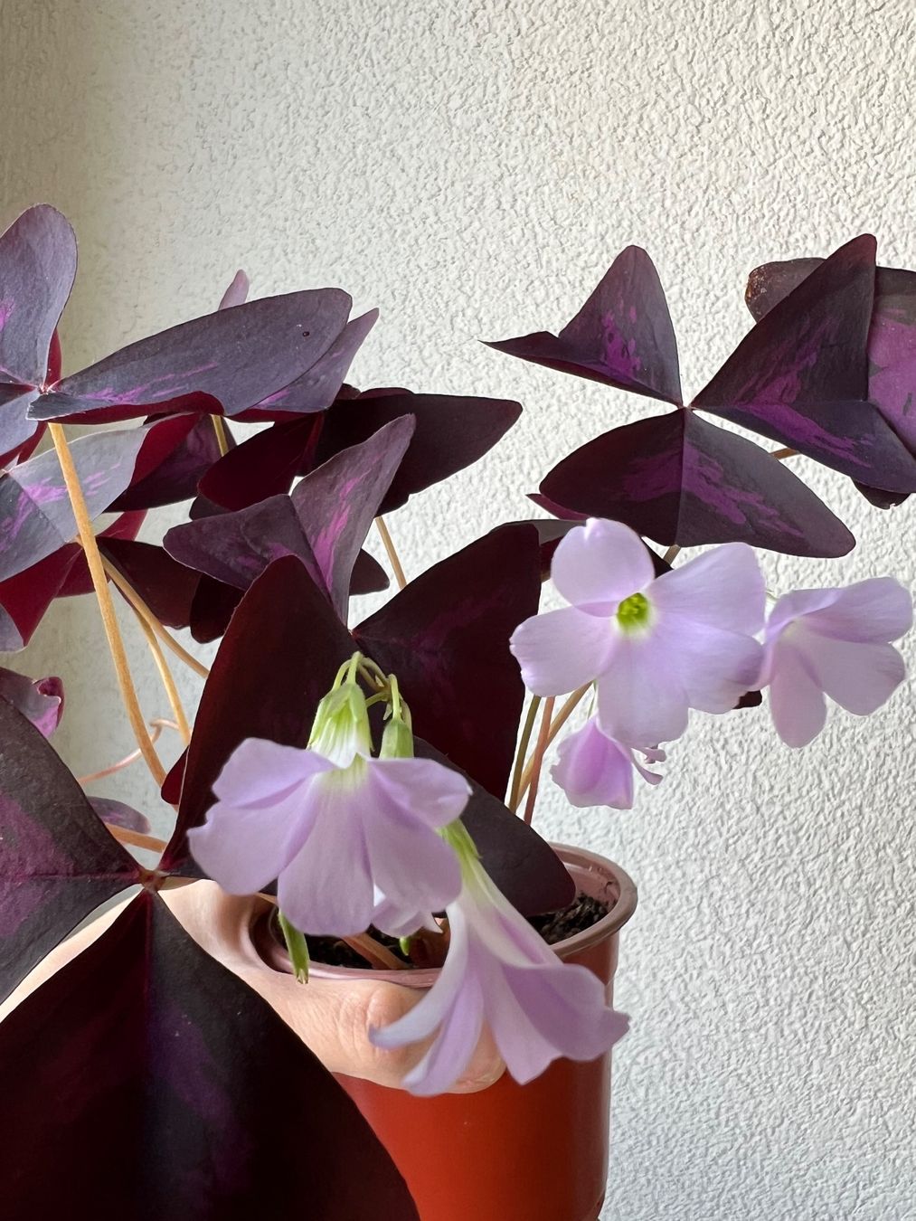 Piante & sementi: Oxalis Triangularis, Roter Glücksklee – Usato da Glattpark(Opfikon) venduto da ste_n99y 2