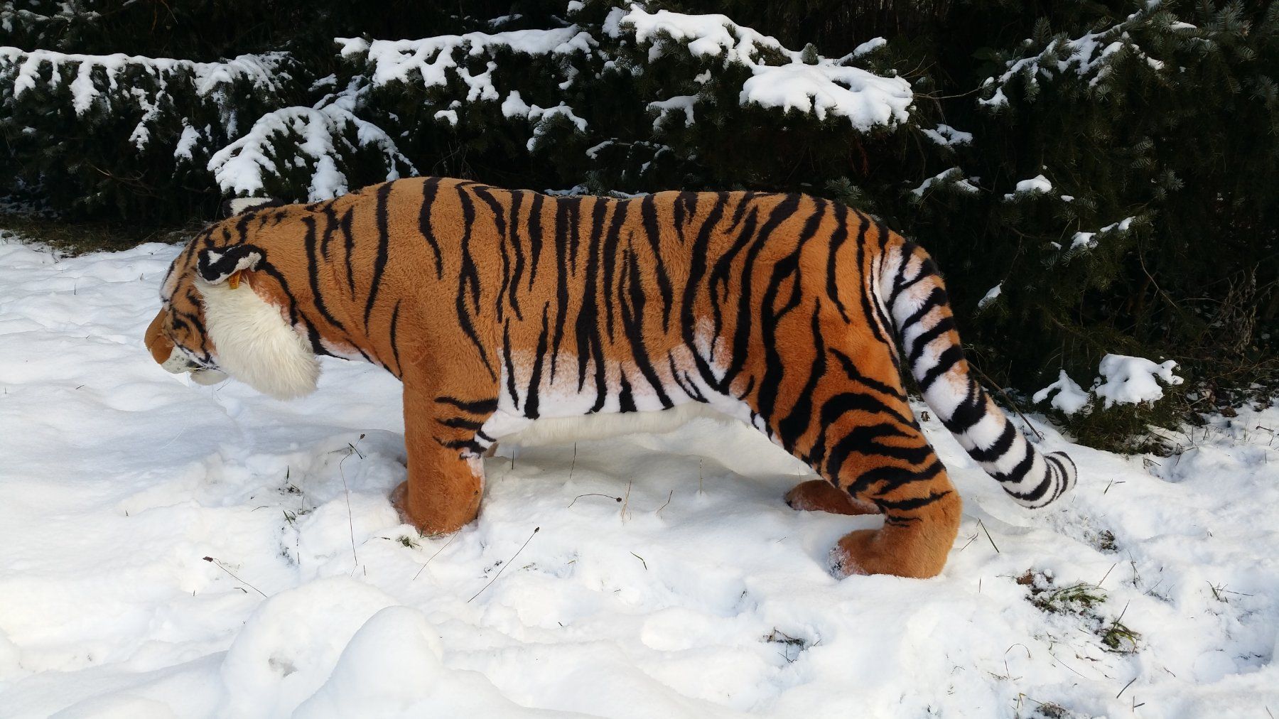 Spielzeuge: Steiff Studio-Tiger – Gebraucht aus Zwingen von moje1 5