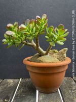 CRASSULA OVATA MINIMA - Geldbaum Bonsai im Tontopf
