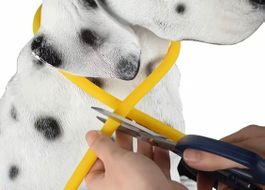 Hundehalsband LED / Sicherheit und Sichtbarkeit im Dunkeln!