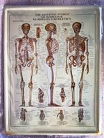 Skelett Anatomie knochen modell