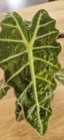 🤩Alocasia Polly Aurea Variegata Rhizom 
