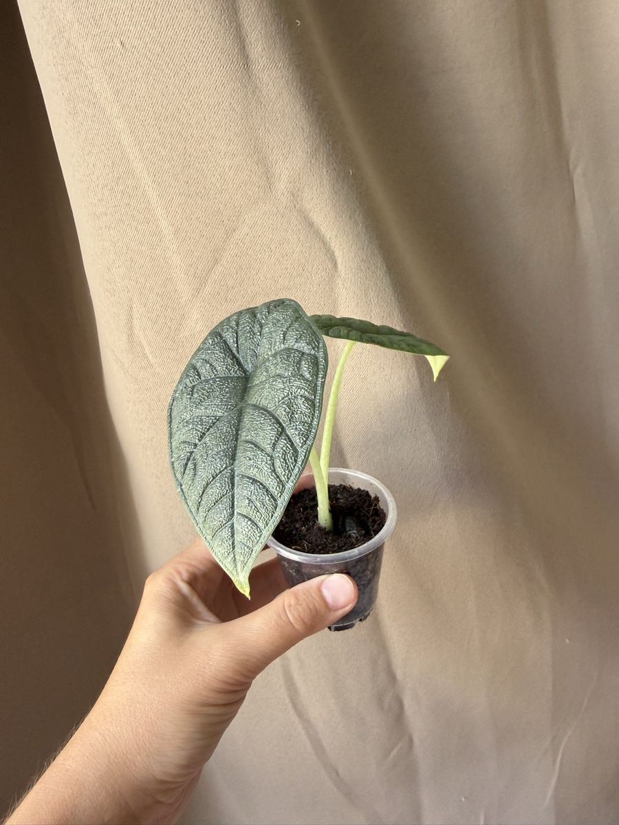 Plantes & graines: Alocasia Melo – Neuf (Voir description) à La Tour-de-Trême par LyAmy 2