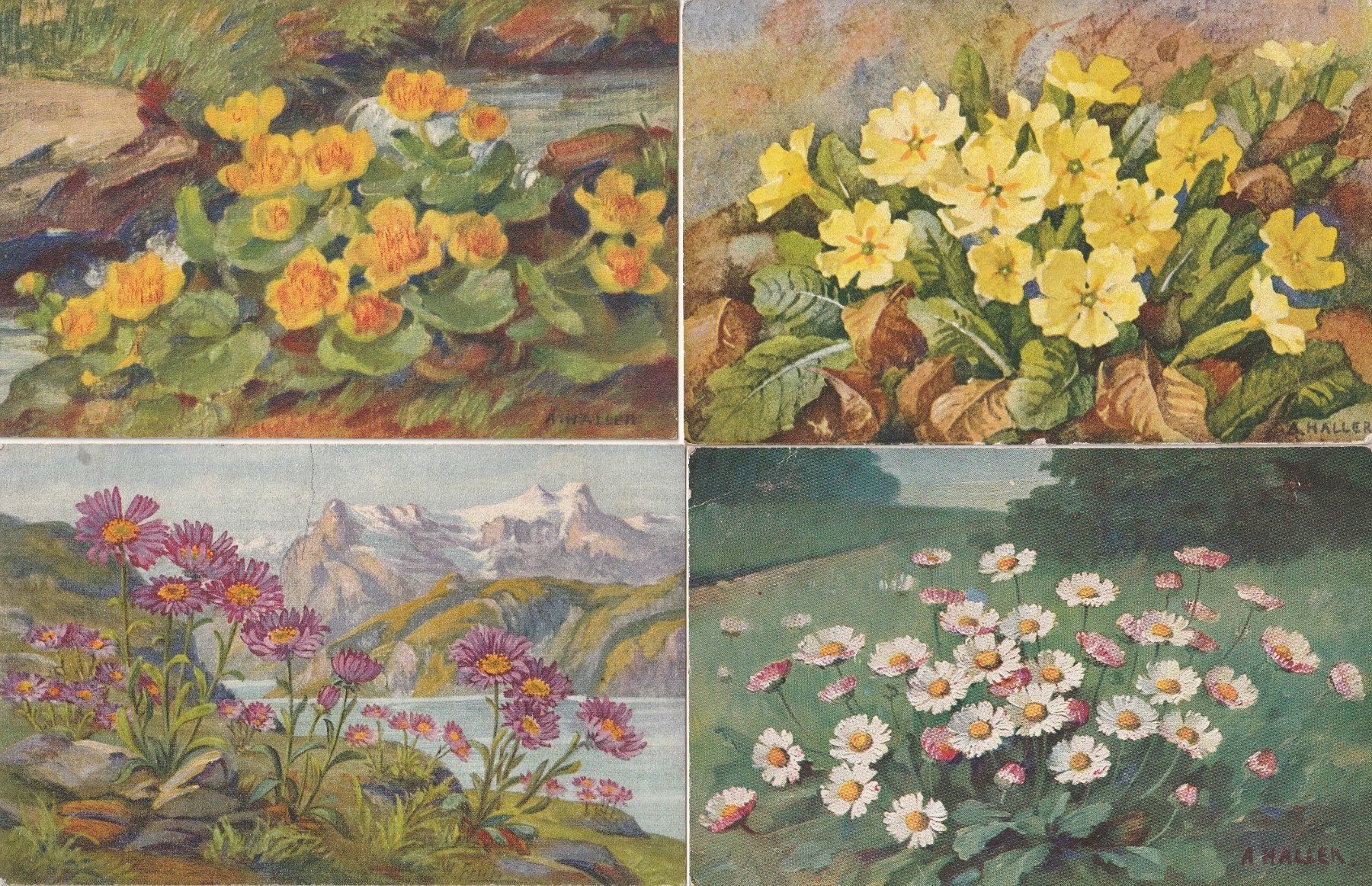 Cartoline postali: Anna Haller-14 Künstlerkarten signiert – Usato da uttwil venduto da Koehlerfred 5