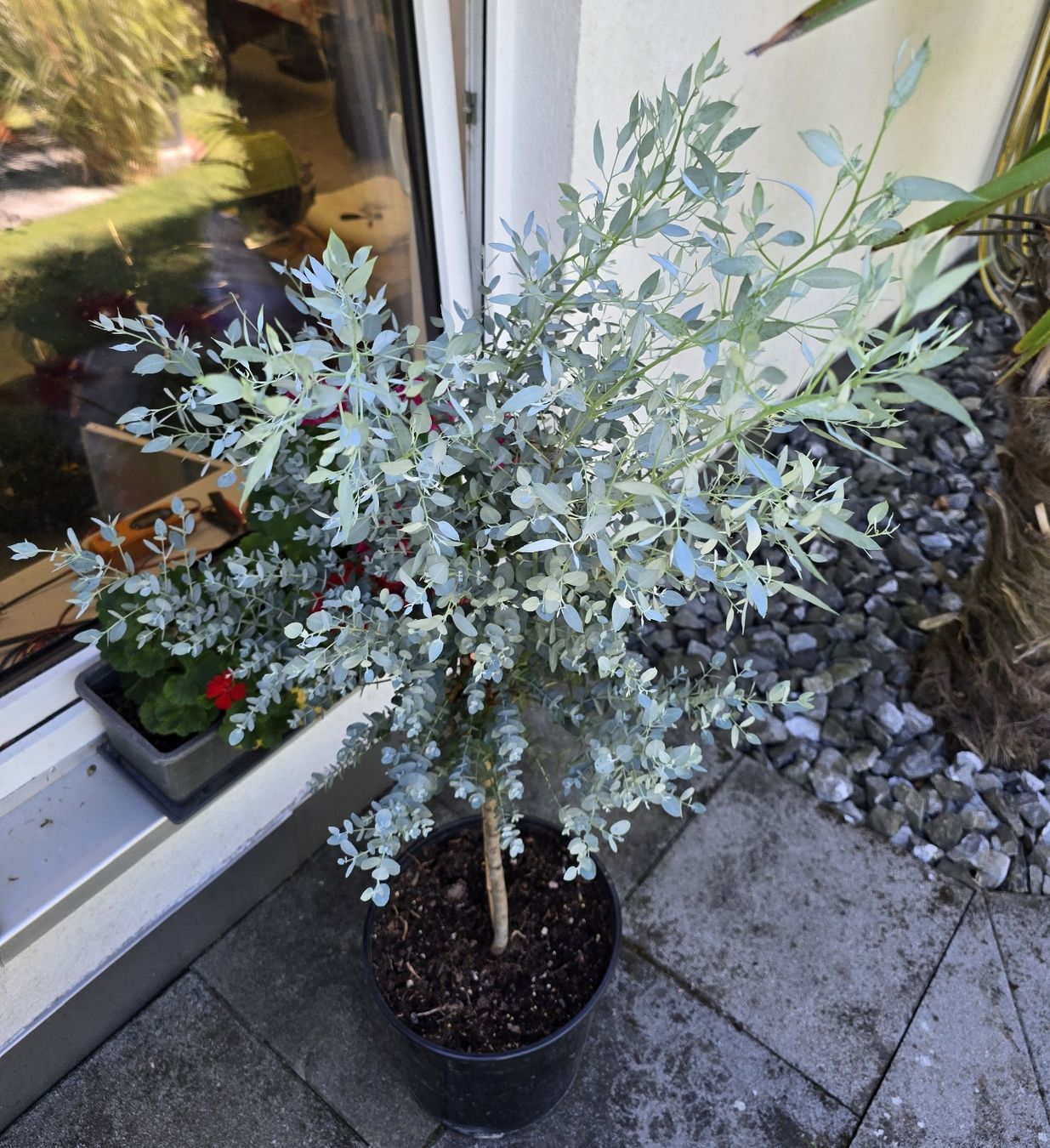 Plantes & graines: Schöner Eukalyptus Hochstamm – D'occasion à Aarburg par popkorn65 1