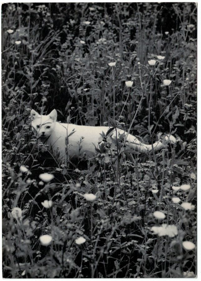 Cartoline postali: Weisse Katze im hohen Gras – Usato da Frauenfeld venduto da POML
